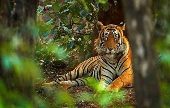 Rajasthan Wildlife Tour