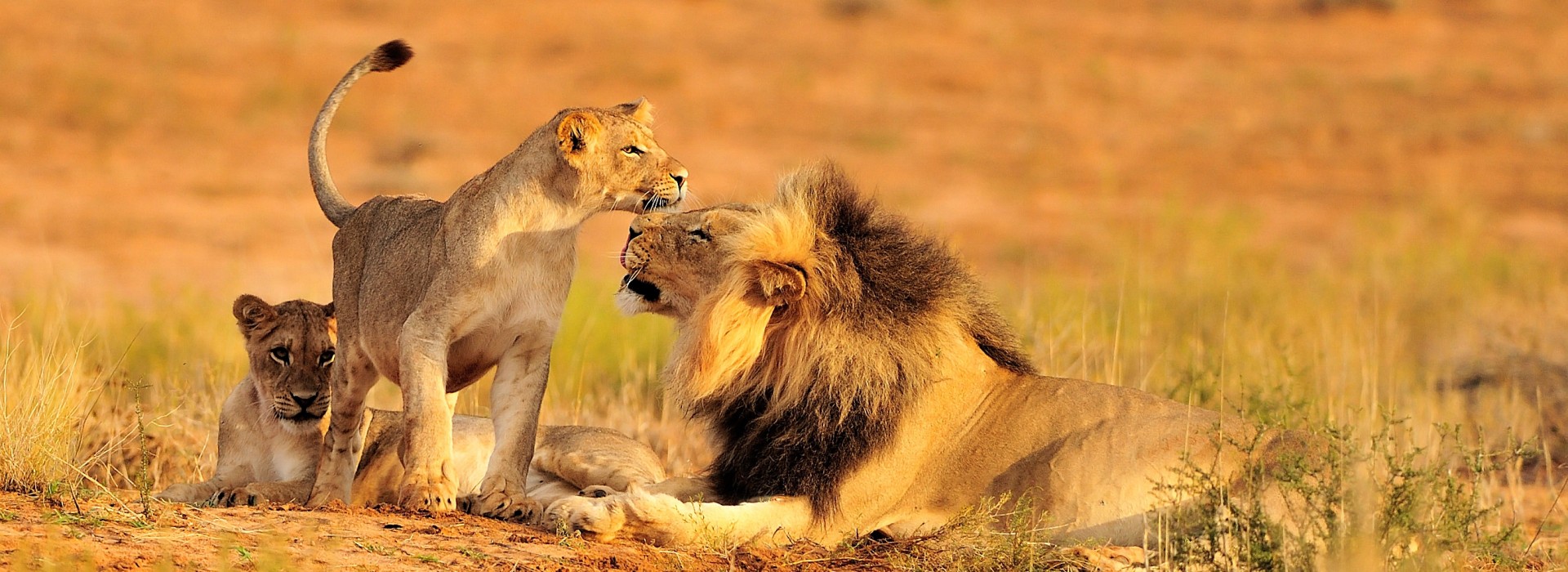 Africa Tours